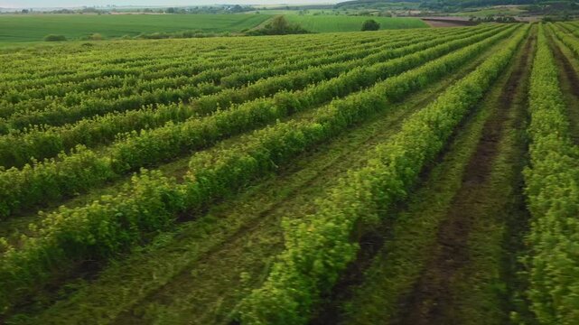rows of vines in vineyard