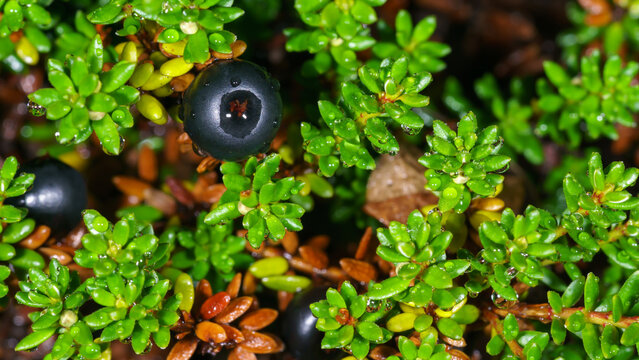 Detailed macro shot of ripe black crowberries nestled among vibrant green leaves covered in fresh morning dew drops. A perfect nature and botanical image for wild fruit and tundra themes.