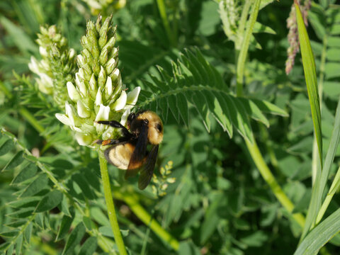 Bumblebee collecting nectar on cicer milkvetch (Astragalus cicer), Calgary Alberta Canada
