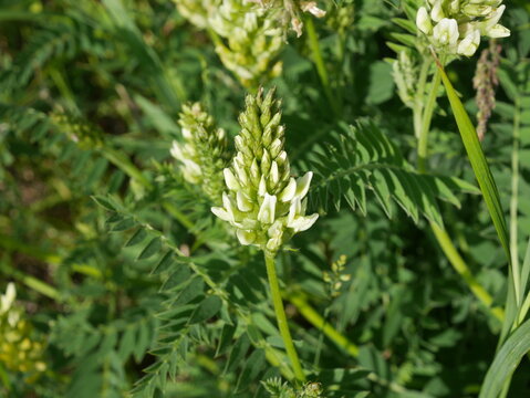 Cicer milkvetch flower (Astragalus cicer) in bloom, Calgary Alberta Canada