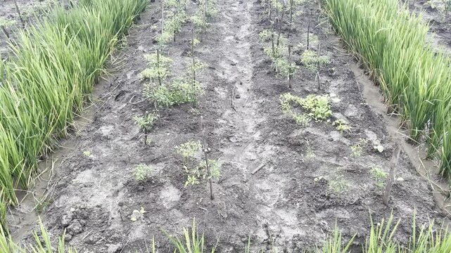 Young Chili Plants Growing in Rice Field Beds