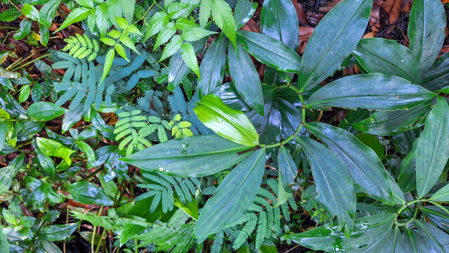 Top View of Vibrant Jungle Ground Cover Featuring Wild Costus and Fern Leaves