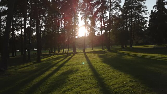 Aerial drone view of Nuuksio National Park Espoo Finland with sunlit forest clearing, tall trees and long shadows creating warm evening light and peaceful natural scene
