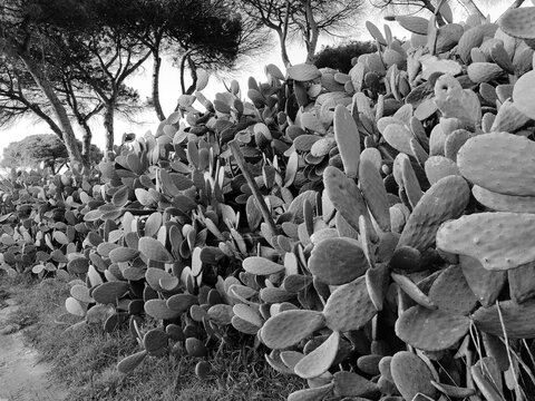 A large and dense series of prickly pear plants (Opuntia ficus-indica), a succulent and arboreal cactus native to Mexico, naturalized in the Mediterranean basin.