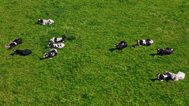 Drone view of Holstein Friesian cattle lying and resting on lush green meadow in the countryside. Copy space