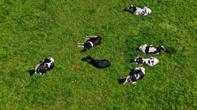 Herd of Holstein Friesian cows lying and resting on lush green meadow. Aerial top down view