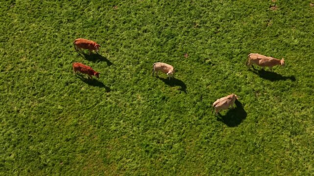 Herd of brown beef cattle grazing in lush green field. Aerial top-down view