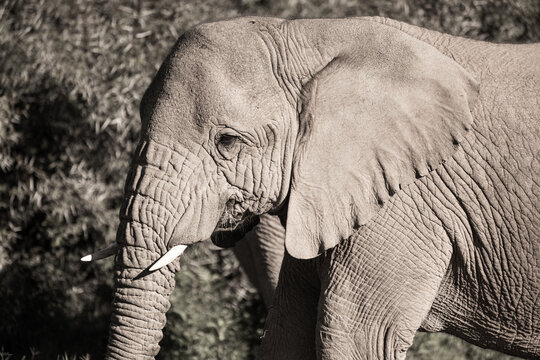 African elephant, South Africa