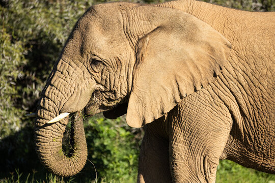 African elephant, South Africa