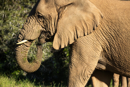African elephant, South Africa
