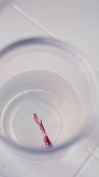 Small betta fish swims in clear plastic cup filled with water