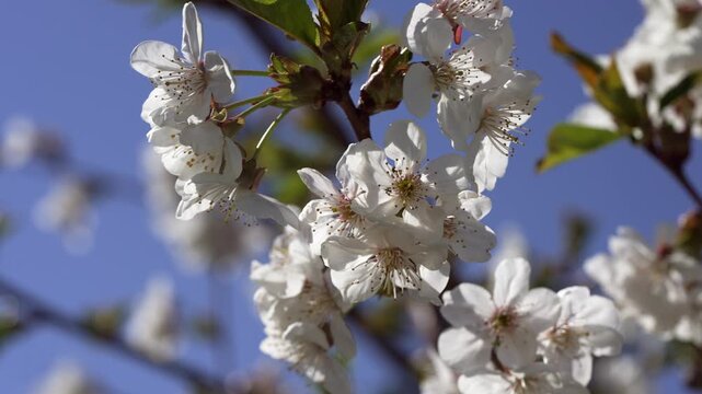 Cherry blossoms close-up.