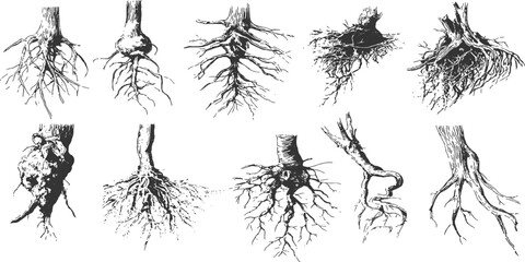 Detailed hand drawn tree roots and trunks sketch collection in vintage engraved style vector illustration. © Song Long