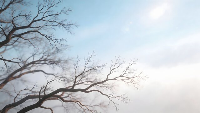 Bare tree branches against sky