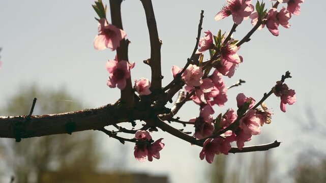Flowering branch of peach tree.