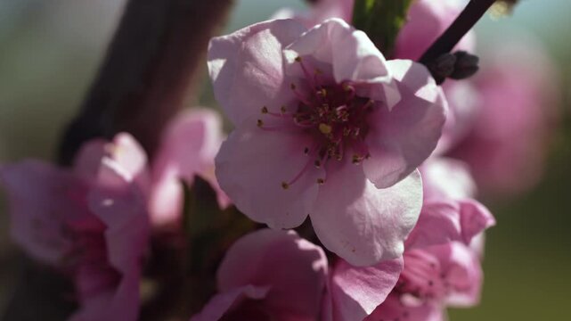 Close-up of peach blossoms.