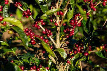 Geisha Coffee plant growing in a Panamanian plantation, showing ripe red and green coffee cherries ready for harvest, symbolizing sustainable agriculture and natural growth - stock photo © Amaiquez