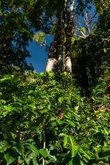 Fototapeta premium Ripe red coffee cherries are ready for harvest amidst lush green leaves on coffee plants, thriving under the canopy of towering shade trees on a farm in Boquete, Panama - stock photo