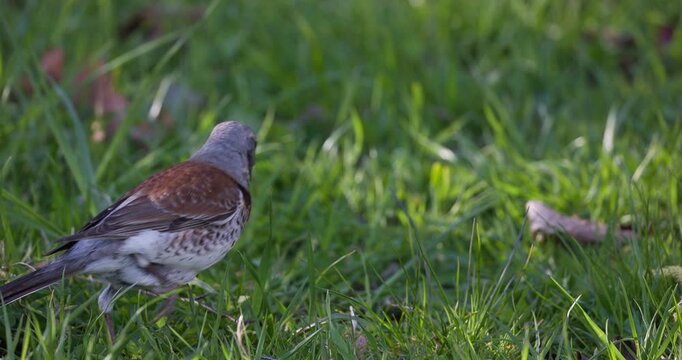 Fieldfare foraging in green grass hunting earthworms and eating prey, close up, slow motion, wildlife scene