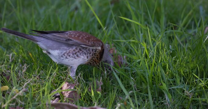 Fieldfare foraging in green grass hunting earthworms and eating prey, close up, slow motion, wildlife scene