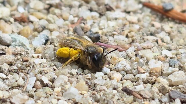
Sequence 01_Side view of a ground bee resting with heavy pollen loads, visualizing nest location

