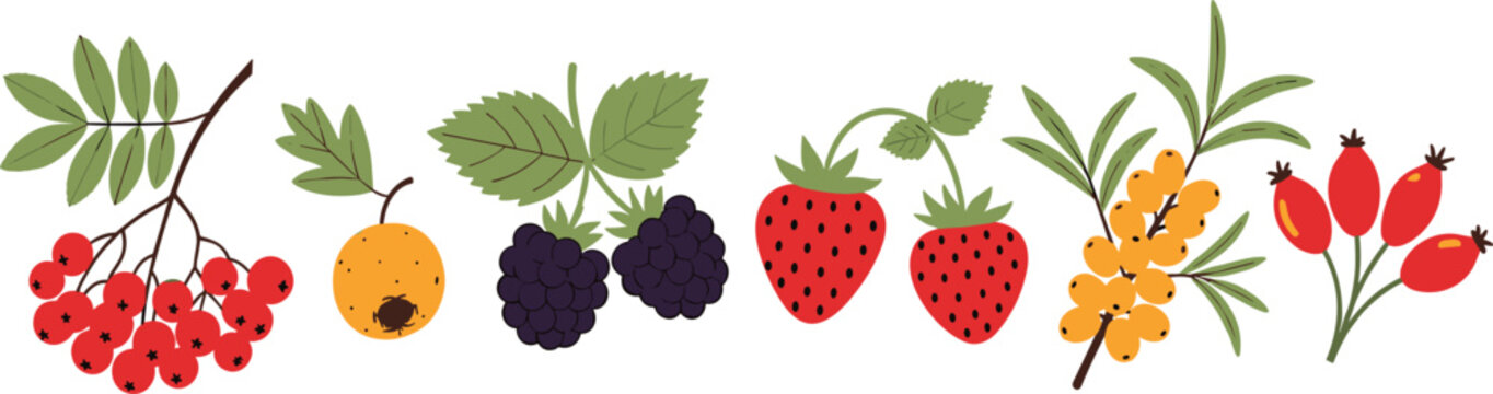 Hand Drawn Wild Berry Illustration Set Featuring Strawberries, Blackberries, Rosehips, Sea Buckthorn, and Rowan Berries for Organic Food Packaging and Healthy Lifestyle Designs