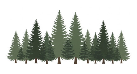 A line of evergreen coniferous trees in a forest setting. © Mutmainah