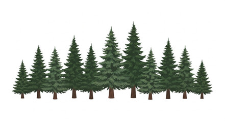 A line of evergreen coniferous trees in a forest. © Mutmainah