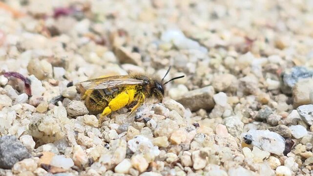 

Sequence 02_Pollen-laden bee crawling on the ground, searching for its hidden nest entrance

