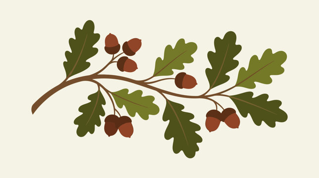 An illustration of an oak branch.