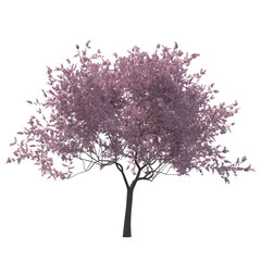 Fototapeta premium Cherry blossom tree sakura isolated transparent background photo realistic 3d rendering PNG 16 bit with alpha channel 