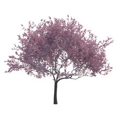 Obraz premium Cherry blossom tree sakura isolated transparent background photo realistic 3d rendering PNG 16 bit with alpha channel 