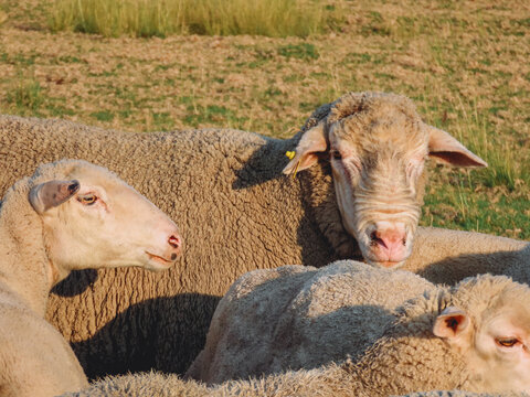 Merino Ram and ewes 