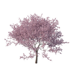 Fototapeta premium Cherry blossom tree sakura isolated transparent background photo realistic 3d rendering PNG 16 bit with alpha channel 
