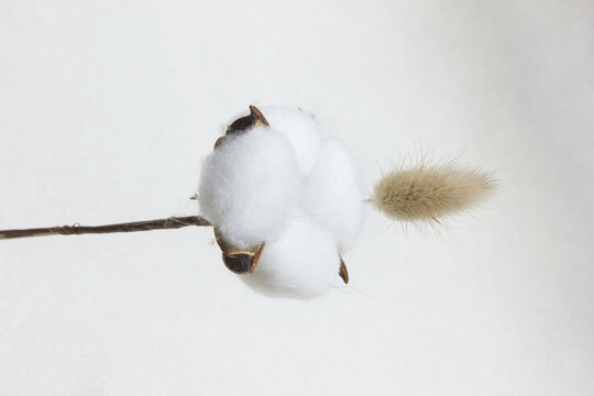 It is cotton and foxtail grass.