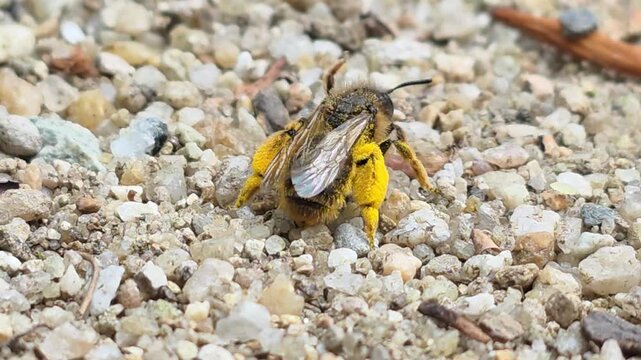
Sequence 03_Instant takeoff of a gold-colored ground bee from the soil in a blink of an eye

 
