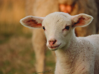 Obraz premium Little Merino lamb 