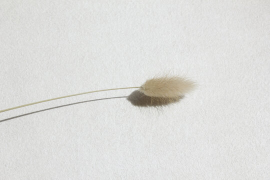 It is beige foxtail grass.