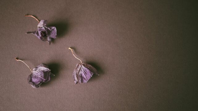 Dried purple orchid flowers on gray background, minimal still life with copy space, depressive mood. Minimalist still life. Copy space. Delicate wrinkled petals. Muted tones. Calm, melancholic mood. 