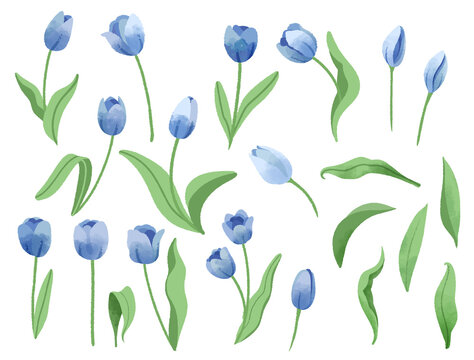Blue Tulip set. PNG transparent. Watercolor Flowers and leaves collection. Isolated clip art for greeting card or invitation design, sticker, wall art, decoration