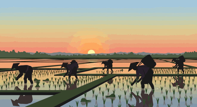 Silhouettes of farmers planting rice in a paddy field at sunset.