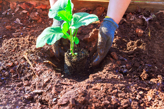 Gardener uses hands to place young eggplant plant into ground, preparing for growth at garden.