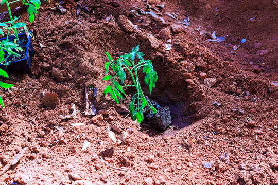 Garden worker is planting small tomato seedling into ground with brown soil around it during springtime.