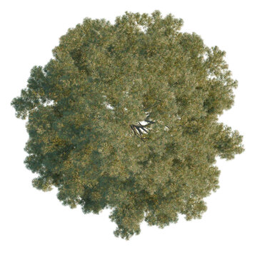 Cunninghamia lanceolata tree plan, top view, cutout, transparent background, isolate, Detailed pine tree with intricate branch structure, perfect for nature and forestry related projects.