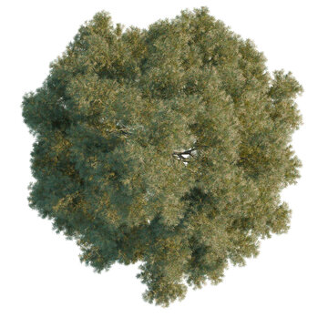 Cunninghamia lanceolata tree plan, top view, cutout, transparent background, isolate, Detailed green pine tree branch with needles, cones, and vibrant natural foliage closeup