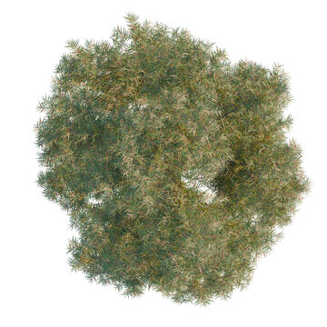 Cunninghamia lanceolata tree plan, top view, cutout, transparent background, isolate, Detailed close-up of a lush green pine tree branch with needles, natural texture