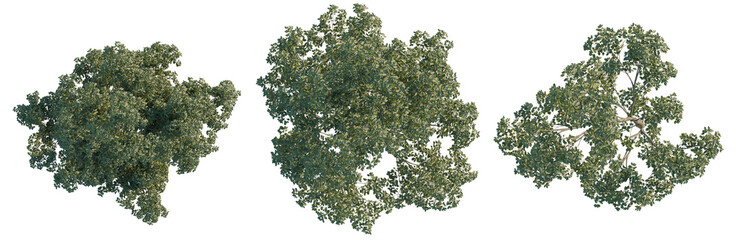Eucalyptus robusta tree plan, top view, cutout, transparent background, isolate, Aerial view of lush green forest canopy with vibrant foliage and diverse trees © DH Tree Stock
