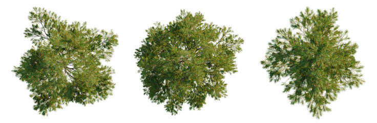 Platycladus orientalis tree plan, top view, cutout, transparent background, isolate, Detailed aerial view of a lush green forest canopy with vibrant foliage and natural beauty. © DH Tree Stock
