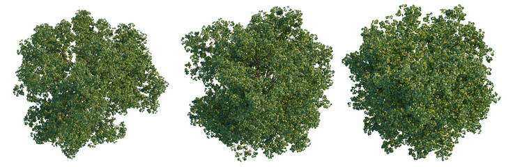 Populus tree plan, top view, cutout, transparent background, isolate, Detailed aerial view of lush green trees in a vibrant forest, showcasing nature's beauty. © DH Tree Stock