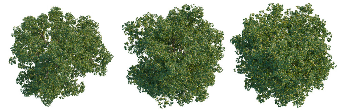 Populus tree plan, top view, cutout, transparent background, isolate, Detailed aerial view of lush green trees in a vibrant forest, showcasing nature's beauty.